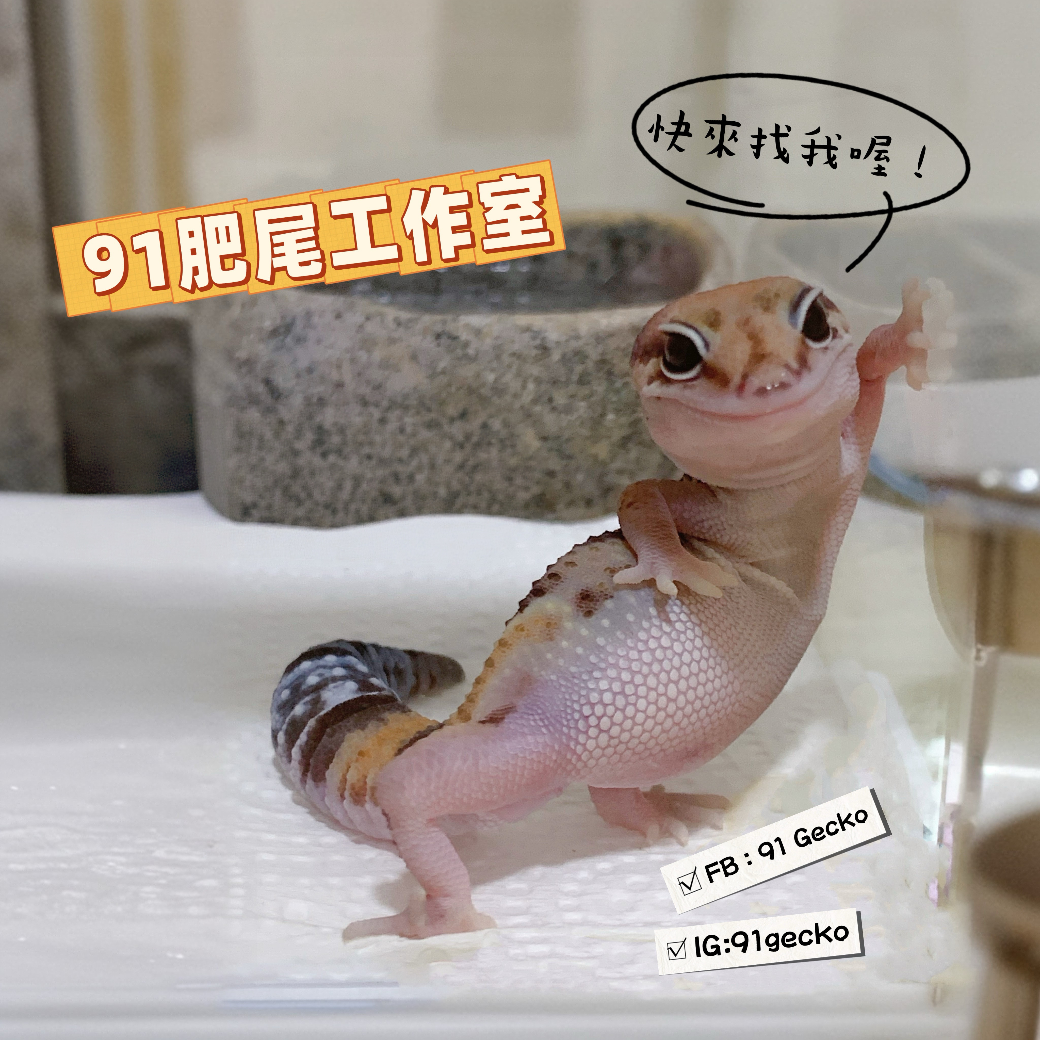 91肥肥